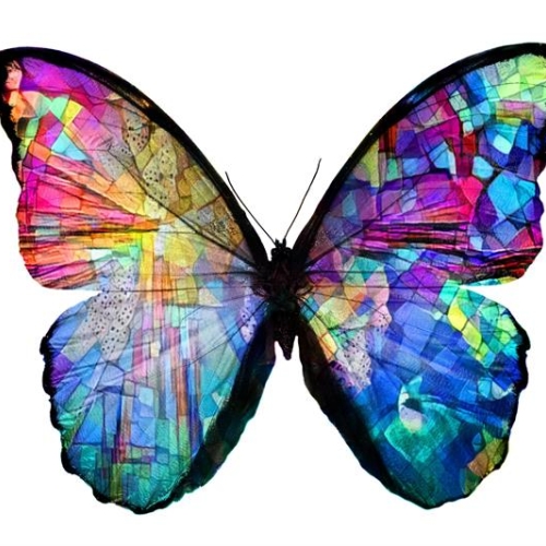 butterfly